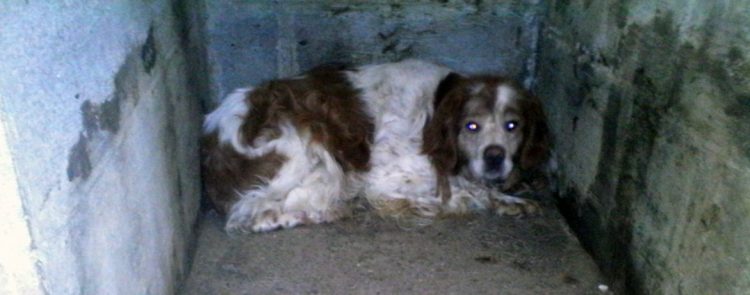 Cucciolo chiuso in un garage