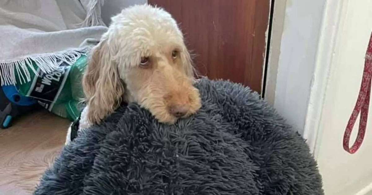 Cane trascina il suo letto ovunque in casa, il suo papà scopre dopo perché lo fa