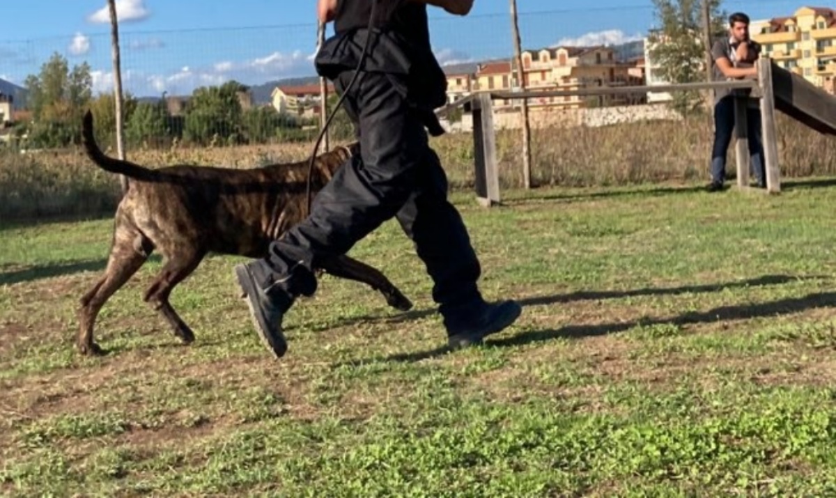 Denunciato addestratore di cani