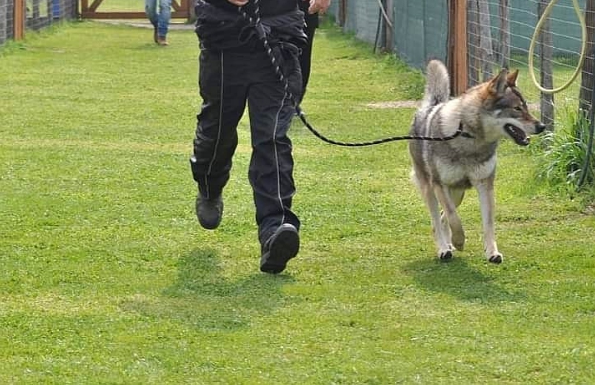 Denunciato addestratore di cani