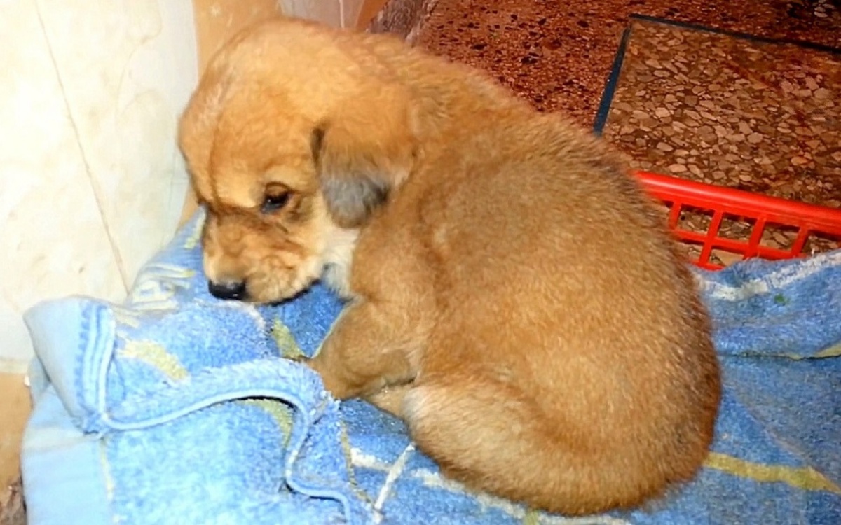 Cucciolo trovato per strada