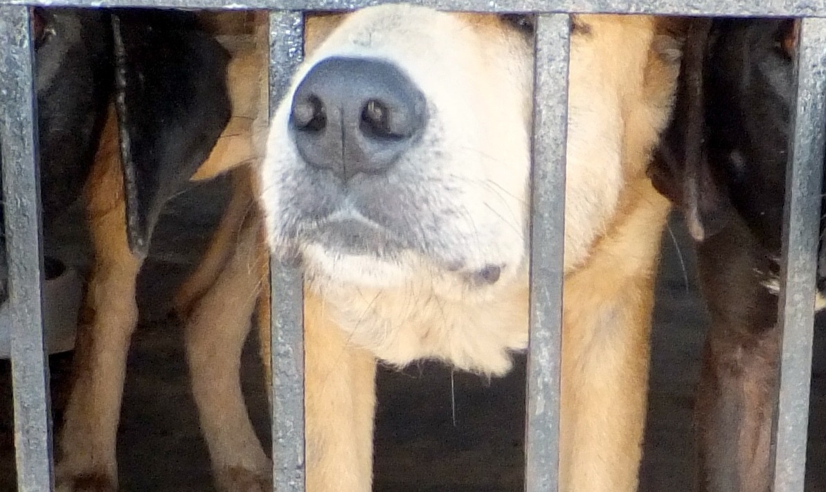 Cucciolo abbandonato dalla coppia adottiva