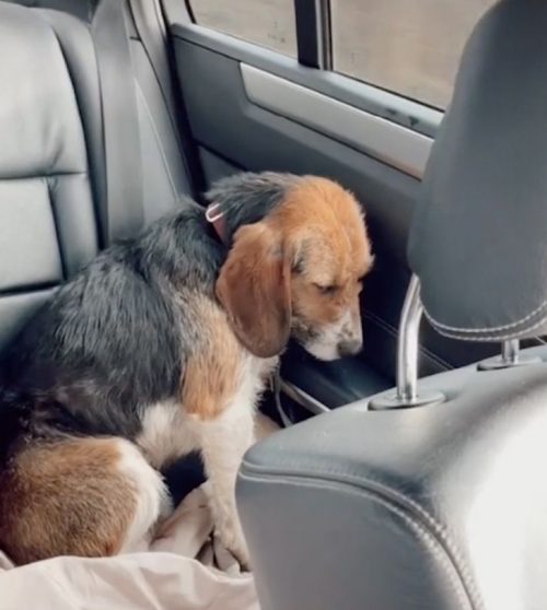 La tristezza negli occhi del cane Quando hanno messo in macchina questo cucciolo letteralmente distrutto e devastato, emotivamente parlando, per raggiungere la sua nuova casa per sempre, il suo sguardo ha raccontato tutto quello che ha dovuto subire. E i traumi lo seguiranno ancora a lungo, purtroppo.  Walt sembrava incredibilmente triste, terrorizzato e svuotato in quel viaggio che in realtà rappresentava la sua salvezza. Adesso aveva finalmente trovato delle persone buone che si sarebbero occupate di lui per sempre.