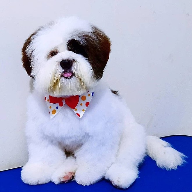 Lhasa Apso