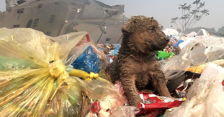 Il cane nell'immondizia