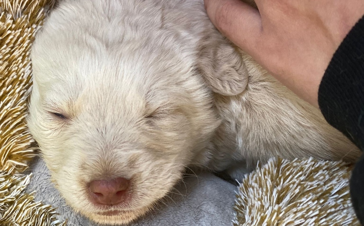 Le condizioni del cucciolo lanciato