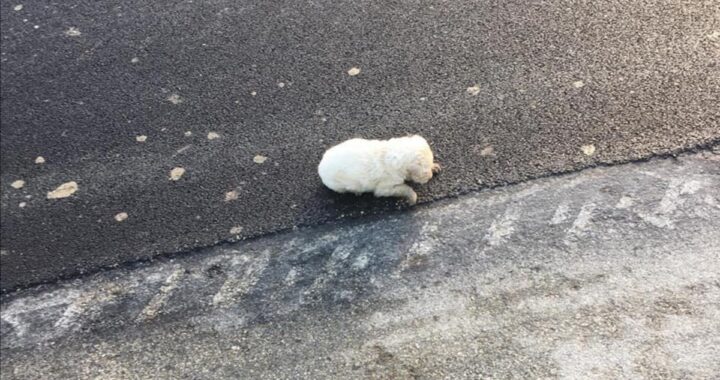 Rabbia a Menfi, cucciolo lanciato da un'auto in corsa: le ultime disperate parole sulle sue condizioni