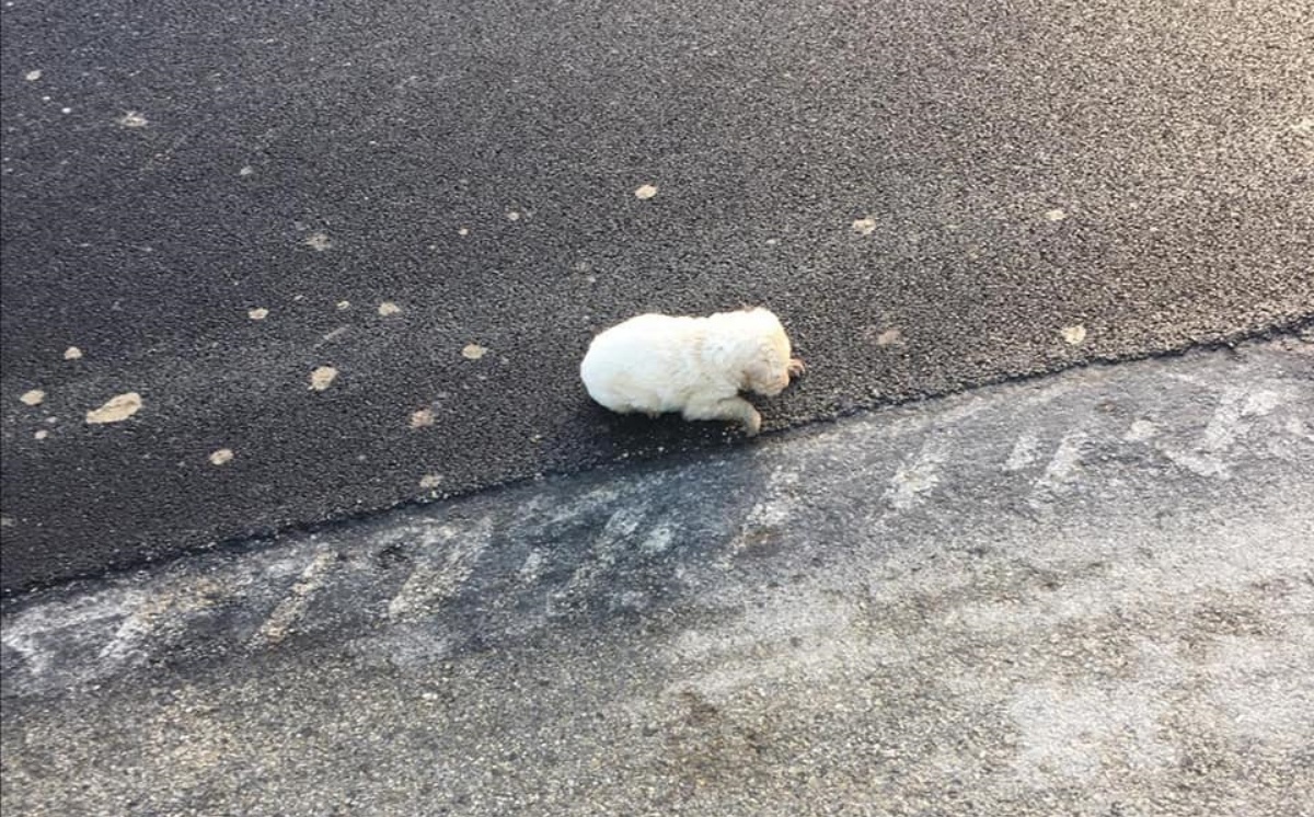 Le condizioni del cucciolo lanciato