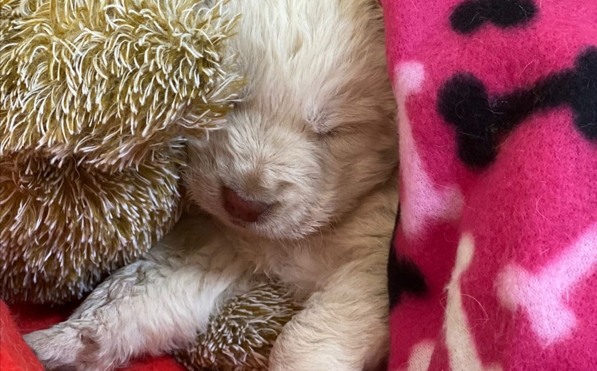 Le condizioni del cucciolo lanciato