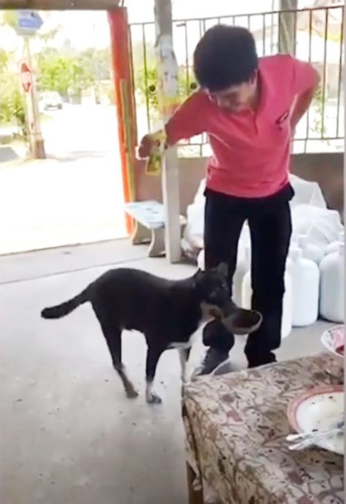 Cane al ristorante per mangiare