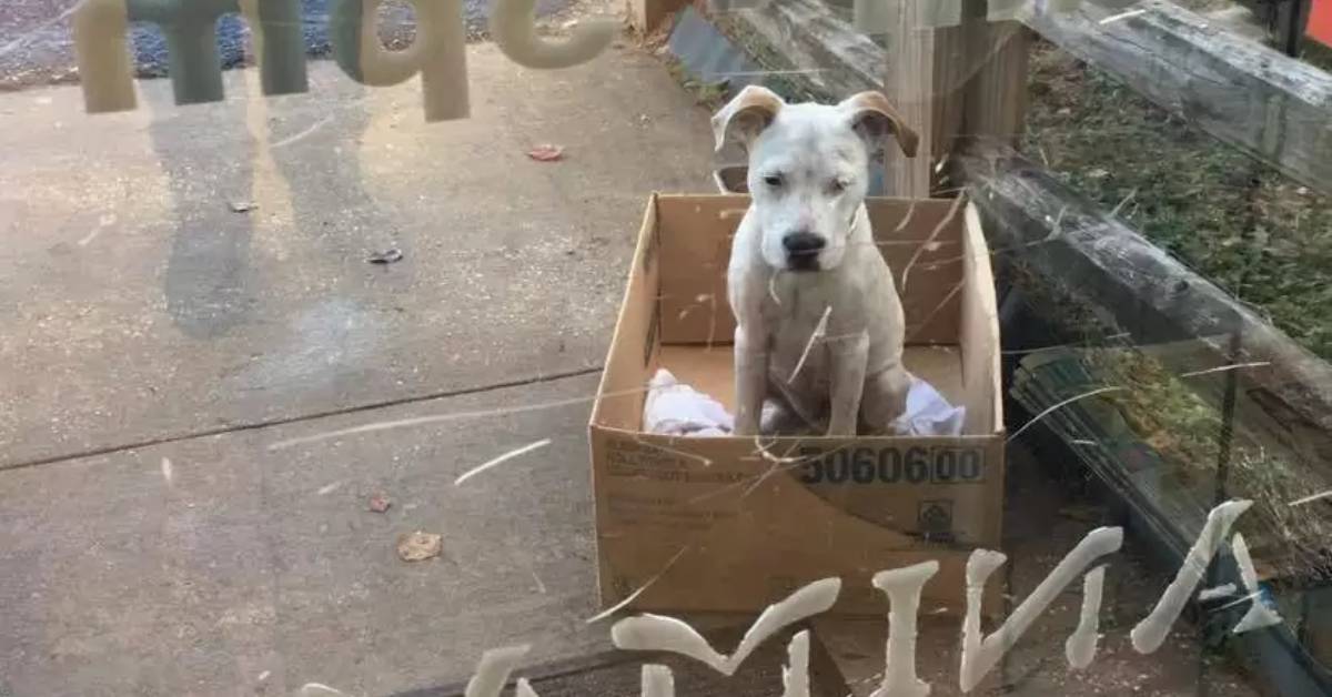 Cucciolo emaciato abbandonato in una scatola di cartone di fronte al rifugio