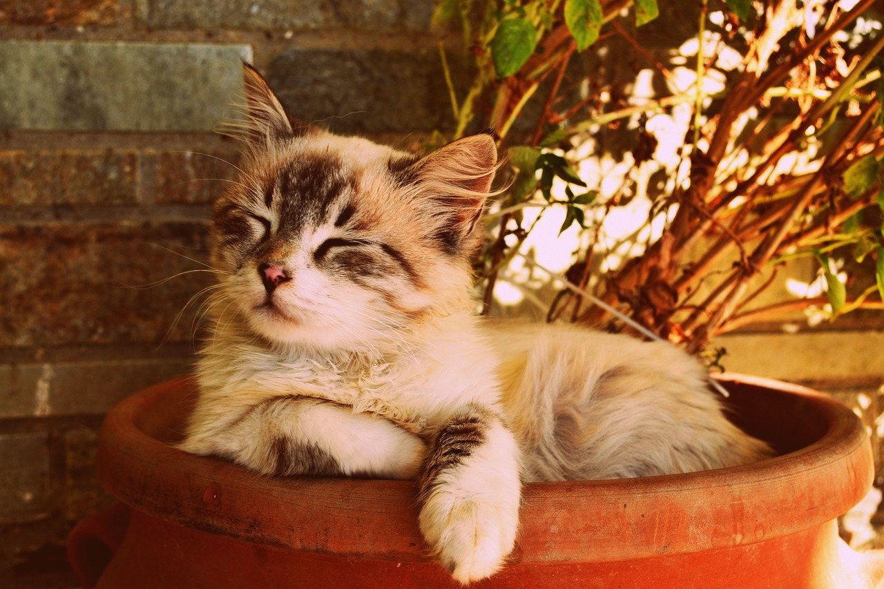 Gattino perde l'occhio