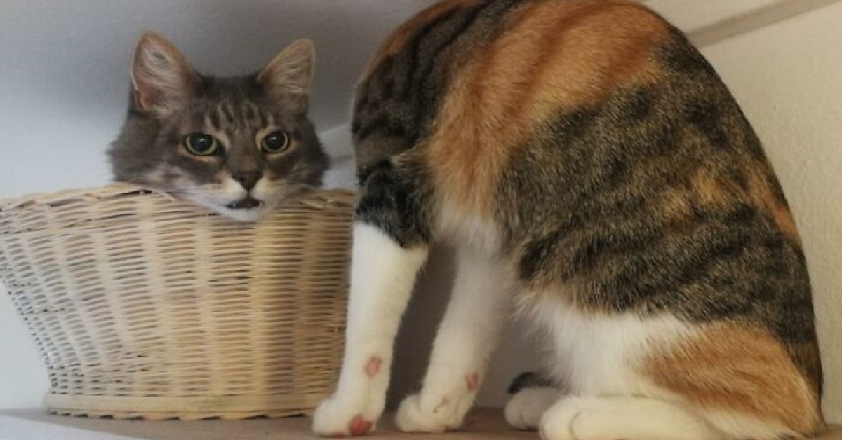 Il gatto senza testa crea scompiglio sui social poi il proprietario svela il trucco