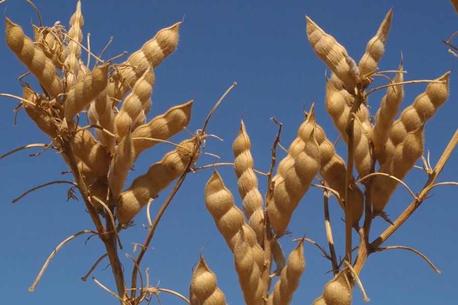 Pianta di lupini