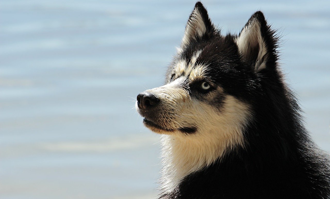 Malamute a dieta