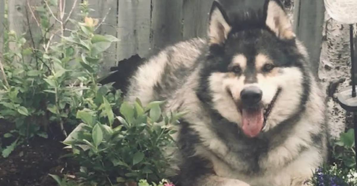 Malamute a dieta: la miglior fonte di ispirazione per perdere peso