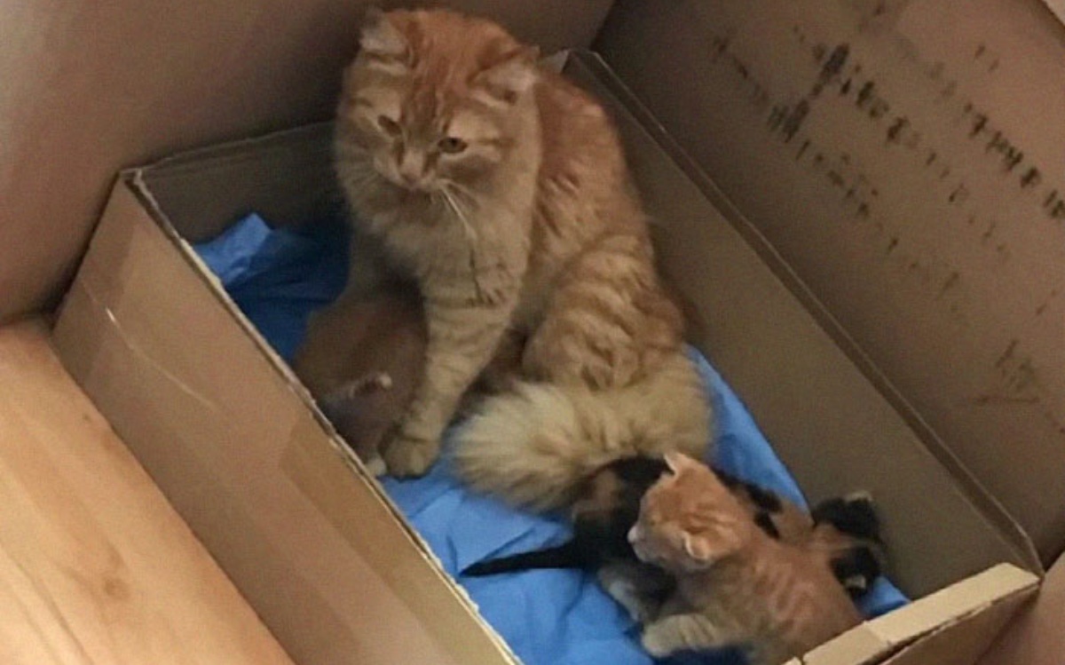 Mamma gatto entra in una clinica veterinaria
