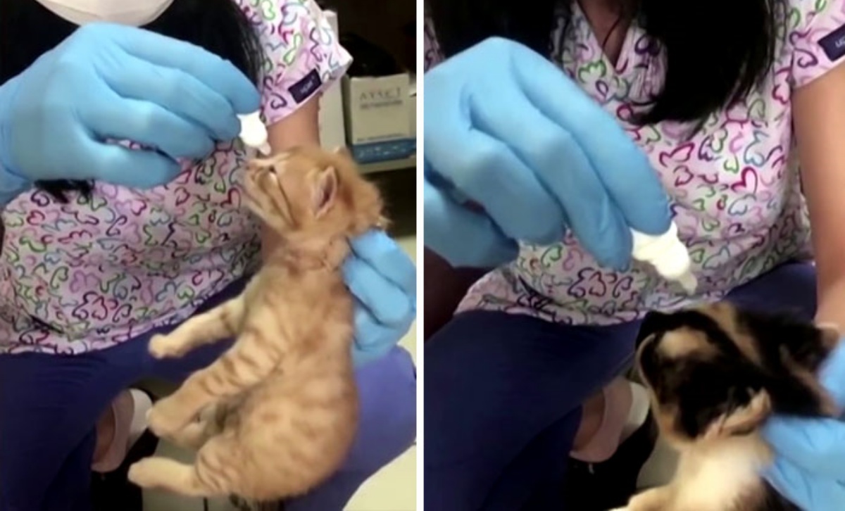 Mamma gatto entra in una clinica veterinaria