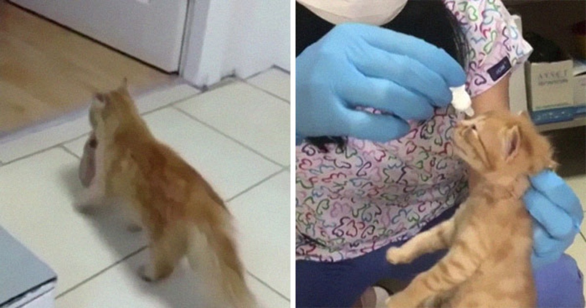 Mamma gatto entra in una clinica veterinaria