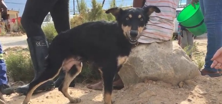 Cagnolina salvata dalla strada