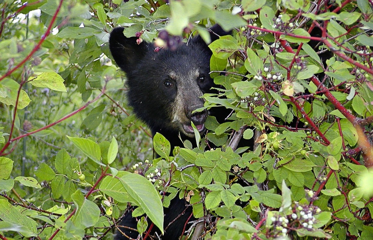 Encefalite orso