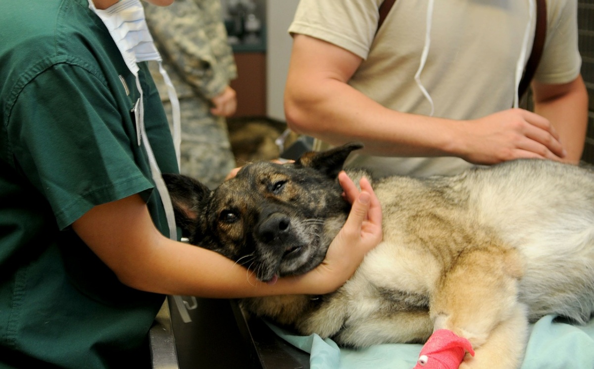 Rabbia a Borno, avvelenati otto cani