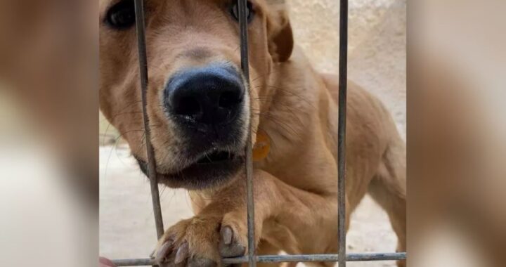 Pacho è stato adottato e poi rispedito in canile dopo 3 giorni, perché un assurdo particolare non rispecchiava quanto detto: "Ora si rifiuta di mangiare"
