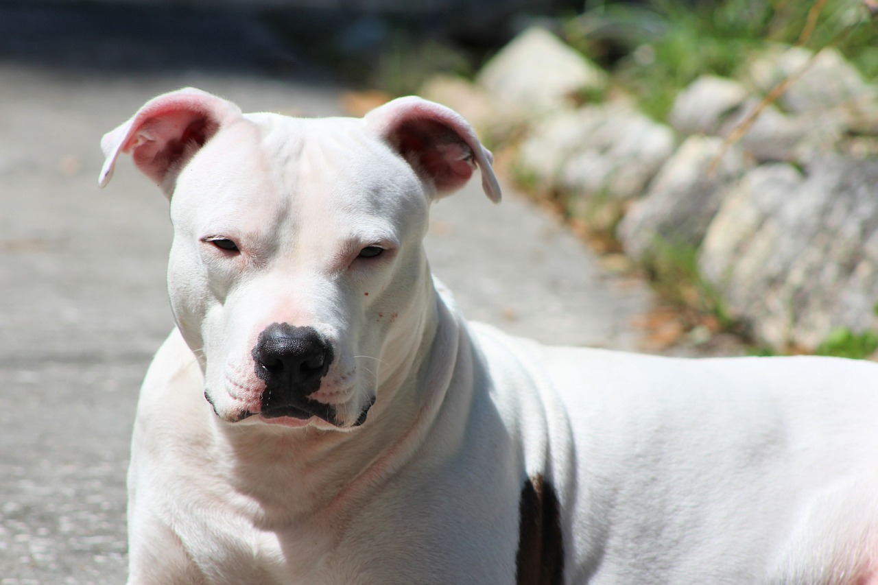 pit bull cerca i suoi cuccioli