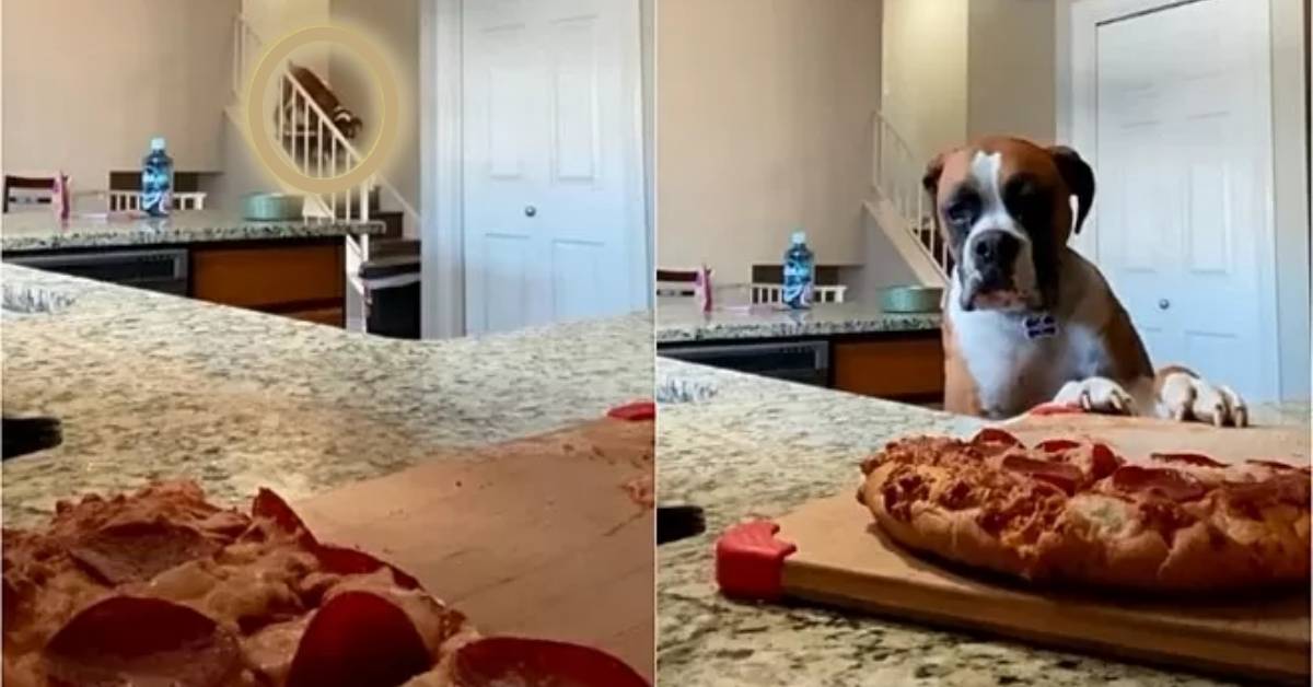 Randy, il Boxer che ama la pizza e la ruba sulle note di Mission Impossible (Video)