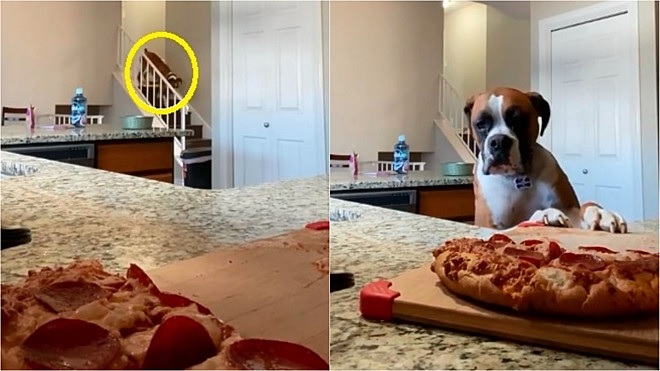 Cane attenta alla pizza