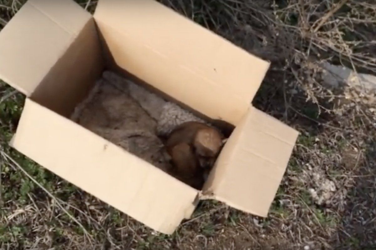 Due cuccioli abbandonati in una scatola