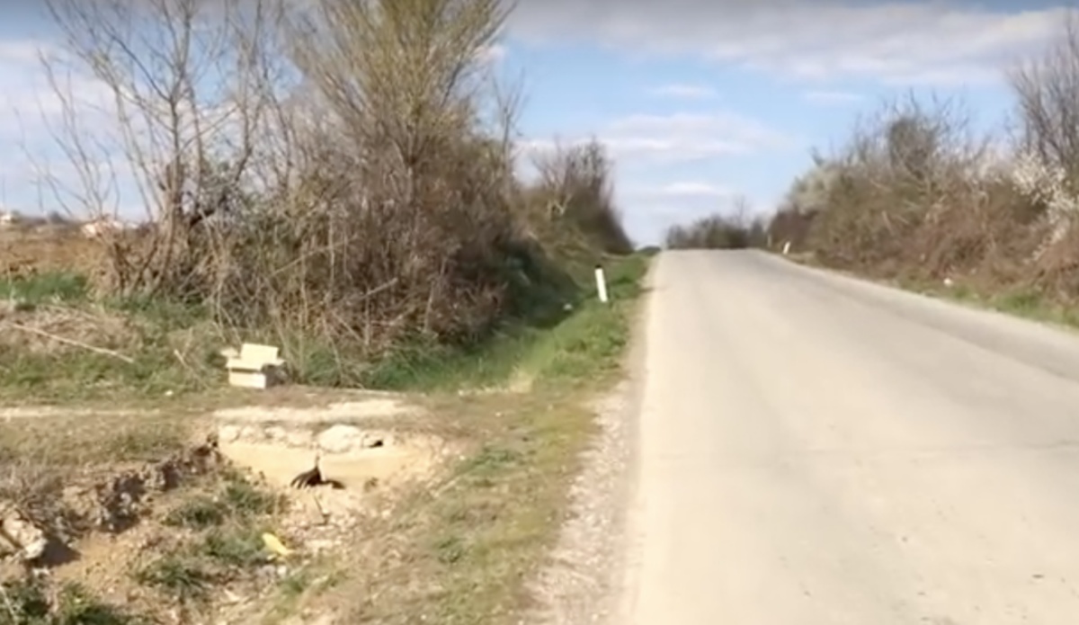 Due cuccioli abbandonati in una scatola 