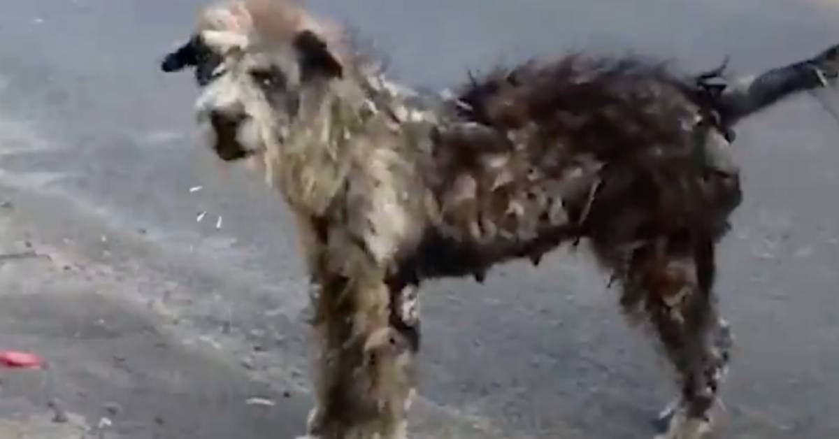 La trasformazione del cane di strada nel cucciolo più morbido del mondo