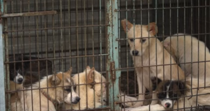 25 cani salvati