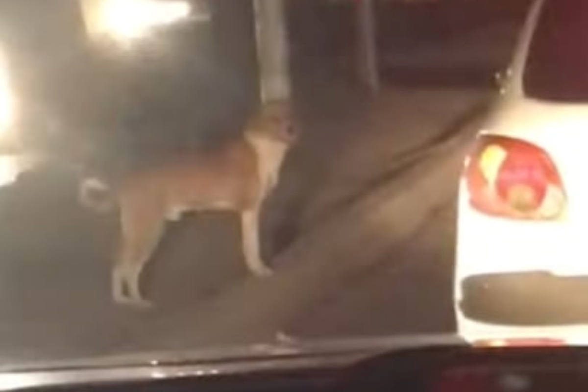 Il video di una adozione al volo