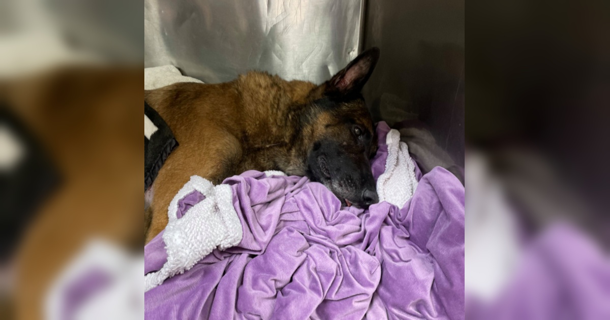 Alexander, il cagnolino eroe morto per salvare il suo papà