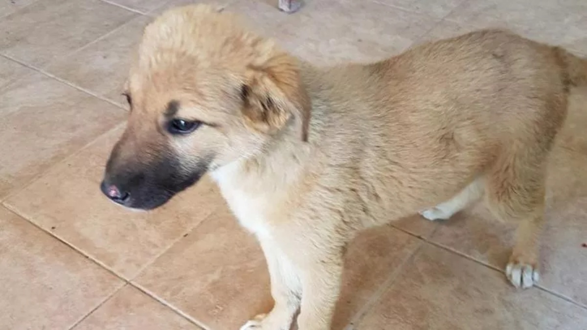 La storia della cagnolina Babette