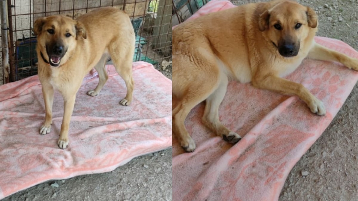 La storia della cagnolina Babette