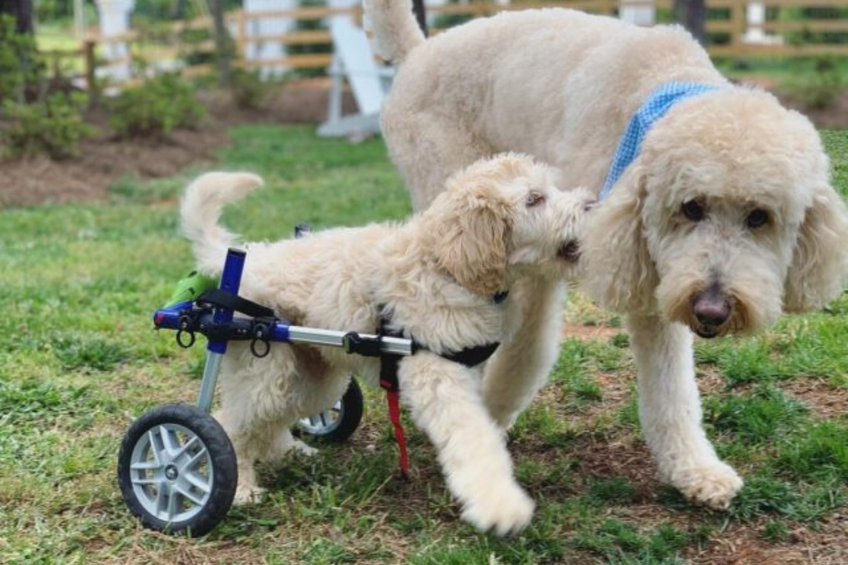 La splendida storia del cagnolino Benjamin