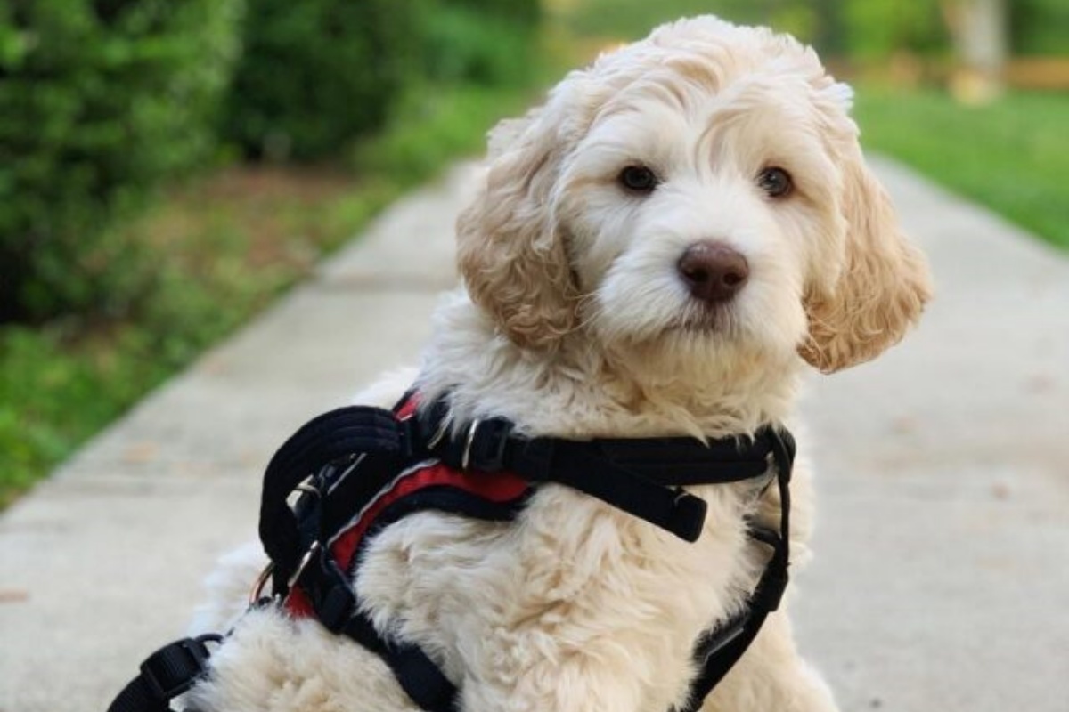 La splendida storia del cagnolino Benjamin