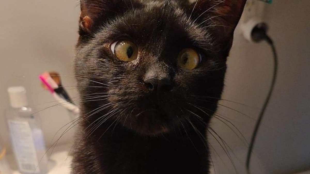 Il gatto Biglou