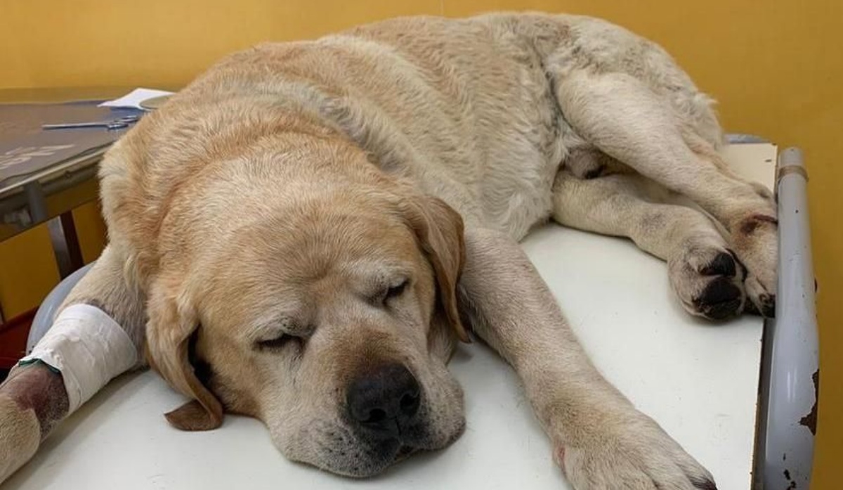 Rabbia per la morte del cane Birillo, preso a bastonate e lasciato morente in un campo