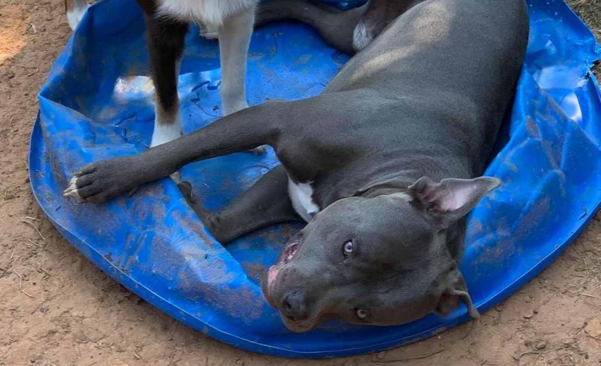 Ansia da separazione del cane Bo 