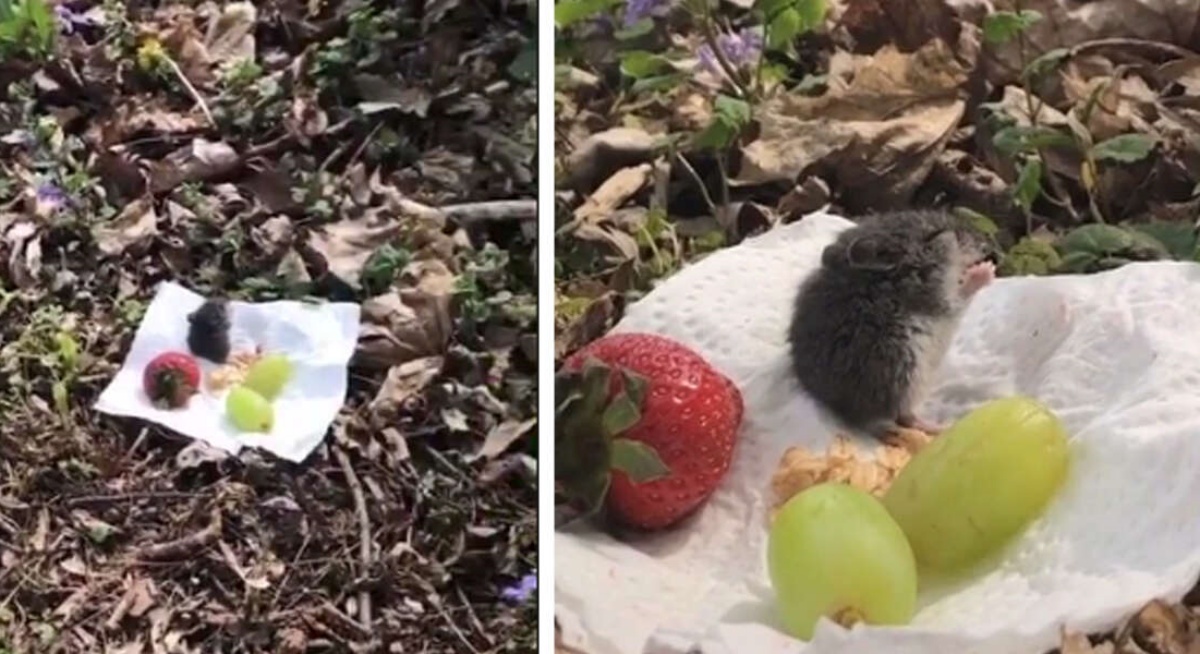 Brighid Rose e l’idea per far uscire un topolino dalla casa dei suoi genitori