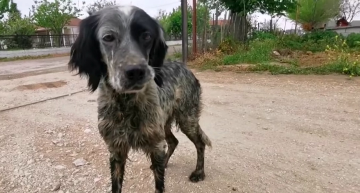 Il video del salvataggio di una cagnolina randagia e dei suoi cuccioli