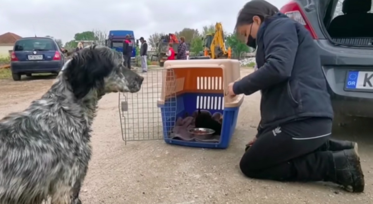 Il salvataggio di una cagnolina randagia e dei suoi cuccioli
