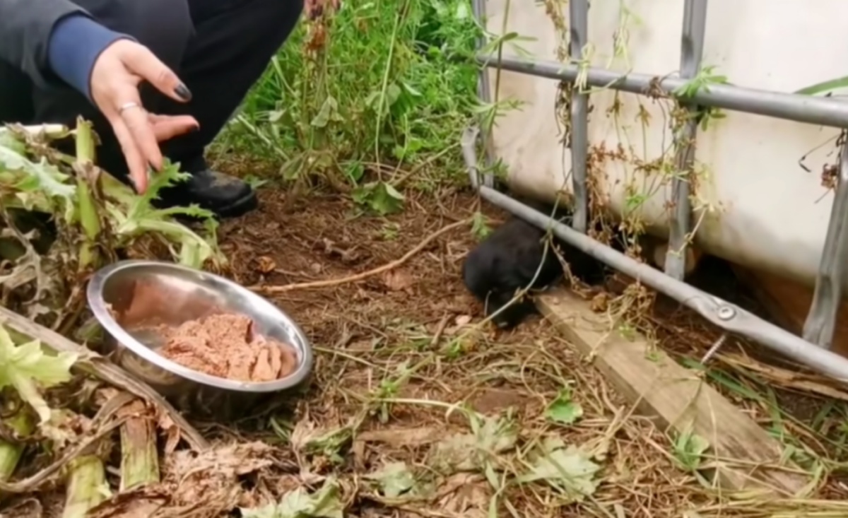 Il salvataggio di una cagnolina randagia e dei suoi cuccioli