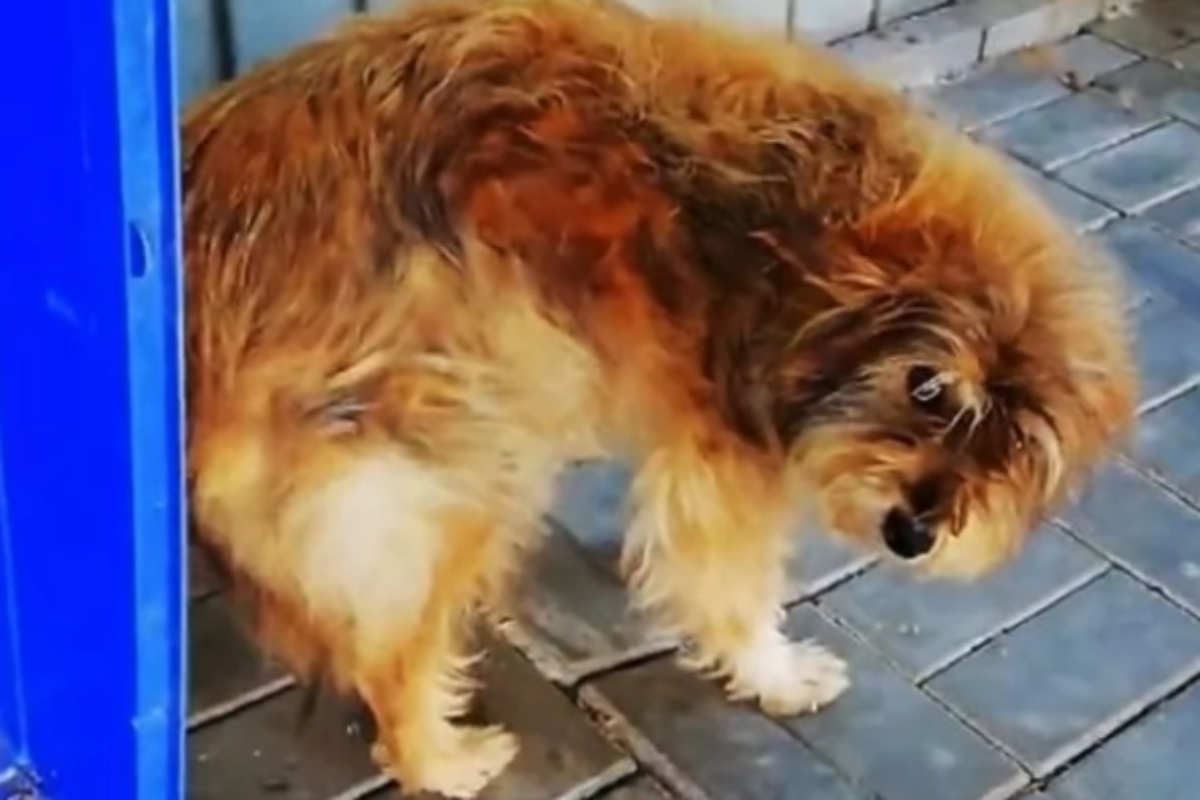 Donna gentile dona una possiobilità ad un povero cane randagio