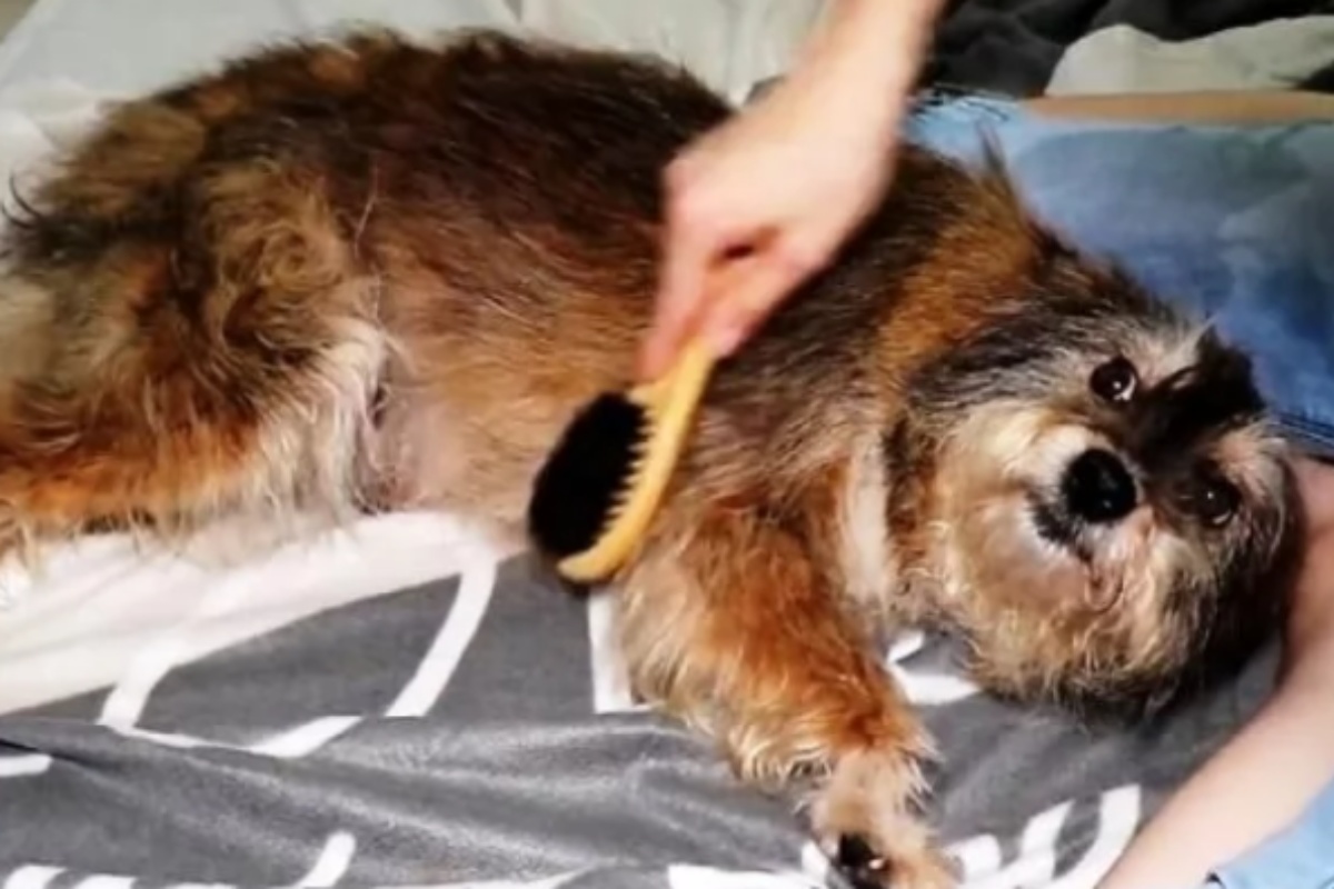 Donna gentile dona una possiobilità ad un povero cane randagio