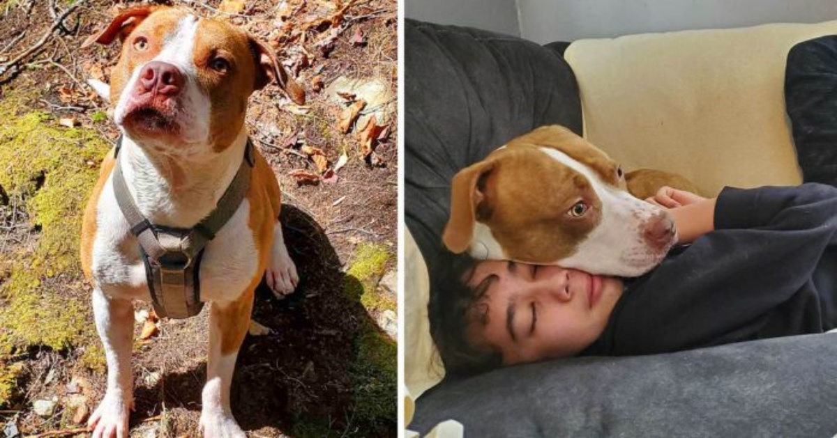 Il cagnolino Charlie salva la vita al suo fratellino umano